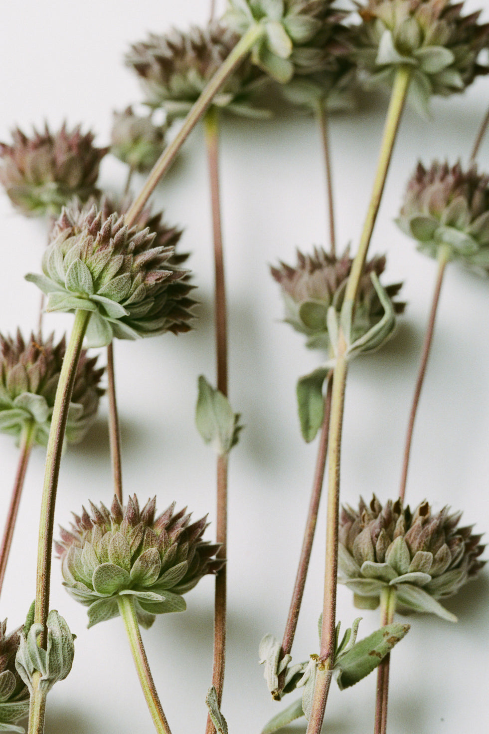 Adriatic Muscatel Sage Rich Cream